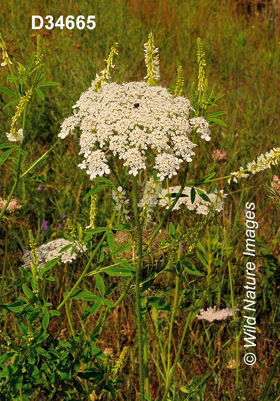 Wild Carrot (Daucus carota)